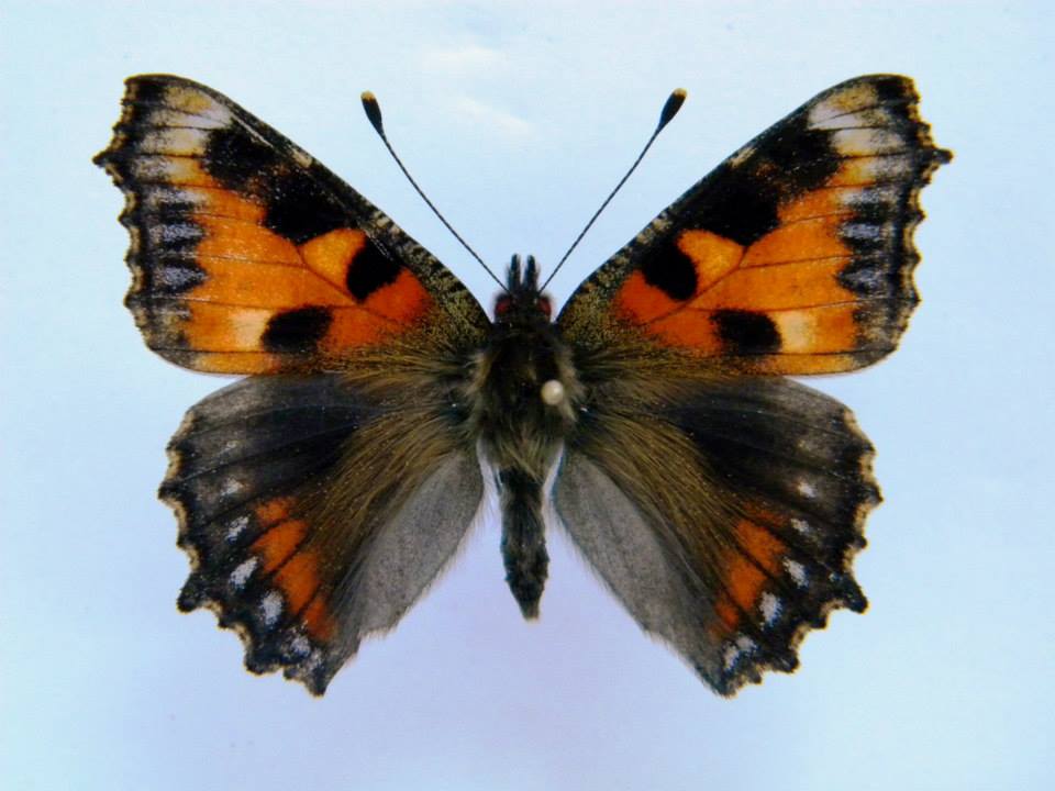 Aglais urticae (cold shock abb 3) (Internet Image property of respective owner, non-commercial use only)